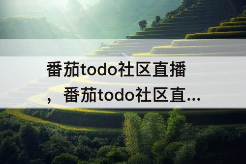 番茄todo社区直播，番茄todo社区直播在线
